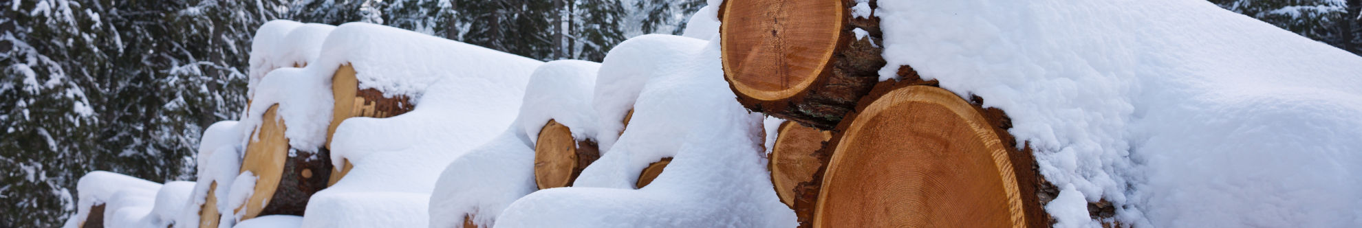 Holzstämme im Winter